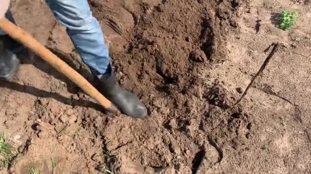 Bauer Gummistiefeln Der Mit Schaufel Und Unkraut Umgräbt Und Umkehrt — Stockvideo