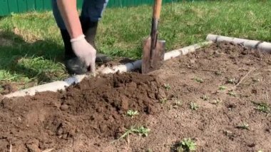 Çiftçi kauçuk çizmeler kazma ve kürek kullanarak toprak çevirme ve bir weed çekerek. Tarım, toprak işleme konsepti