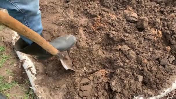 Agricultor Botas Goma Excavando Volteando Tierra Usando Pala Tirando Una — Vídeos de Stock