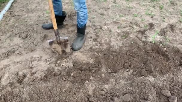 Farmer Rubber Boots Digging Flipping Soil Using Shovel Pulling Weed — Stock Video