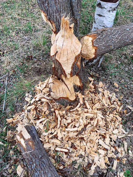 Albero danneggiato da castori . — Foto Stock