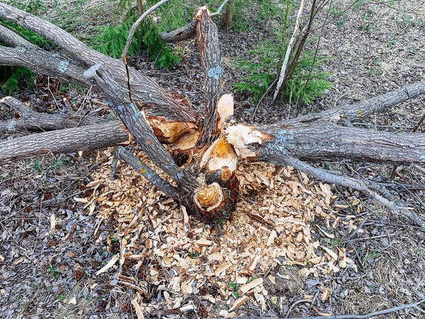 ビーバーによって損傷を受けた木. — ストック写真