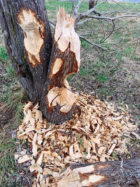 Albero danneggiato da castori . — Foto Stock