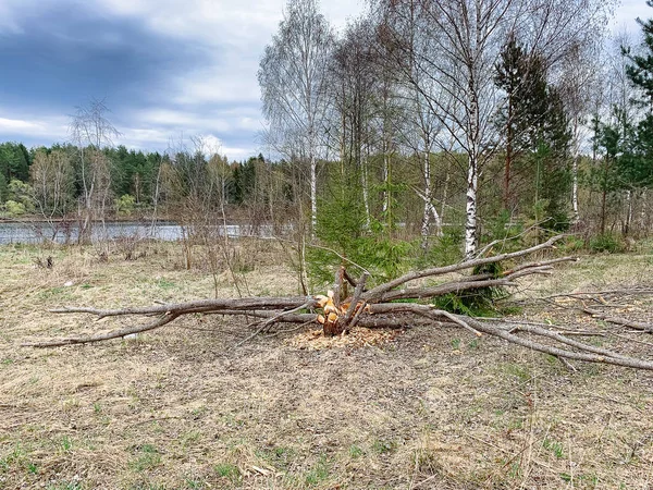 Tree damaged by  beavers. — Stock Photo, Image