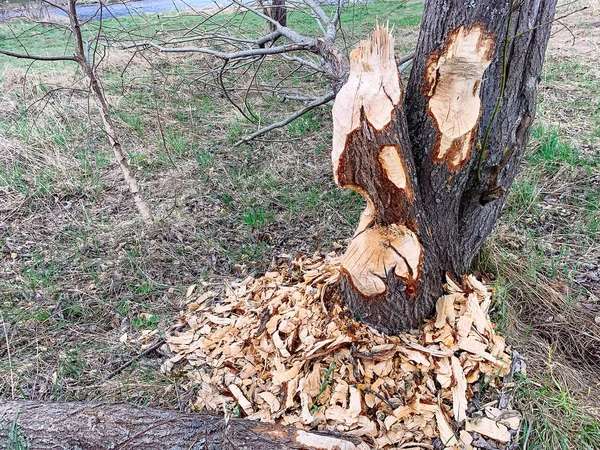 ビーバーによって損傷を受けた木. — ストック写真