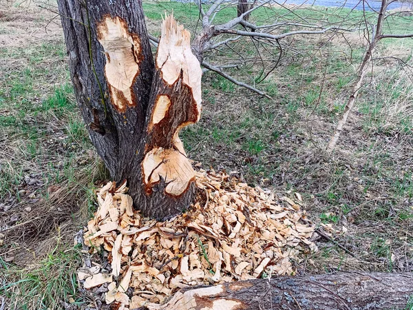 Albero danneggiato da castori . — Foto Stock