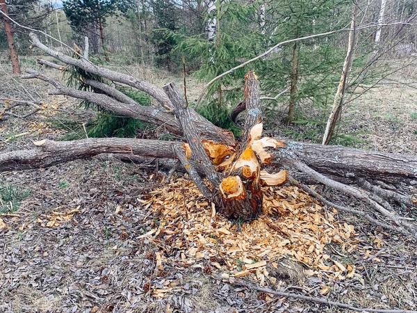 Árbol dañado por castores . —  Fotos de Stock