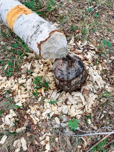 Árvore danificada por castores . — Fotografia de Stock