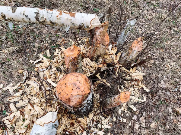 Árbol dañado por castores . —  Fotos de Stock