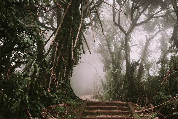 Ścieżka przez tropikalny Las, Mount Lempuyang, ścieżka do P — Zdjęcie stockowe