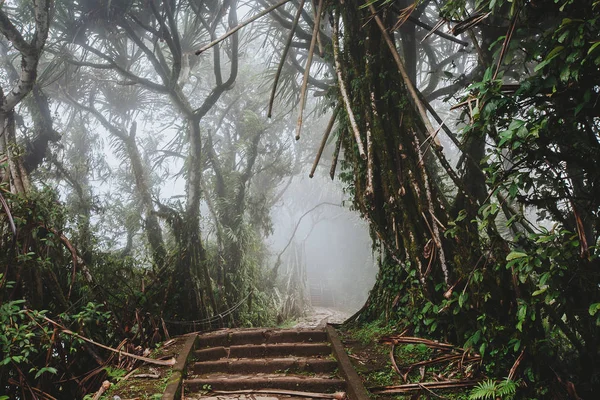 穿过热带森林，伦普阳山，通往P的路径 — 图库照片