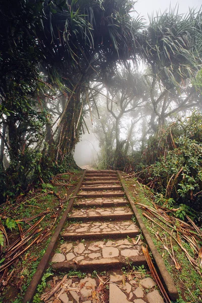 Path through the tropical forest, Mount Lempuyang, path to the P — Stock Photo, Image