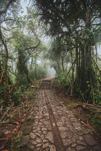 Sentiero attraverso la foresta tropicale, Monte Lempuyang, sentiero per la P — Foto Stock
