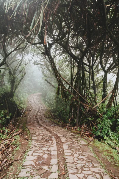 Caminho através da floresta tropical, Monte Lempuyang, caminho para o P — Fotografia de Stock