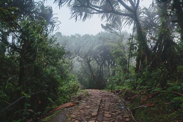 Väg genom den tropiska skogen, Mount Lempuyang, väg till P — Stockfoto