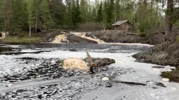 Wodospad Przy Wysokim Czasie Wody Karelii Rosja — Wideo stockowe