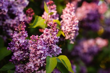 İlkbaharda açan mor leylak çiçekleri 
