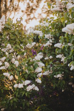 İlkbaharda açan beyaz leylak çiçekleri 