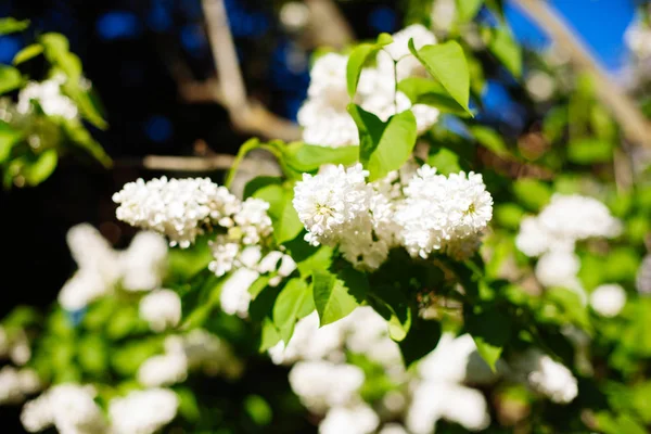 White lilac blossoms blooming in springtime — Stock Photo, Image