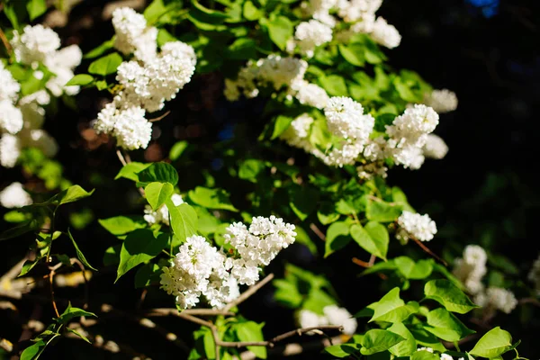 White lilac blossoms blooming in springtime — Stock Photo, Image