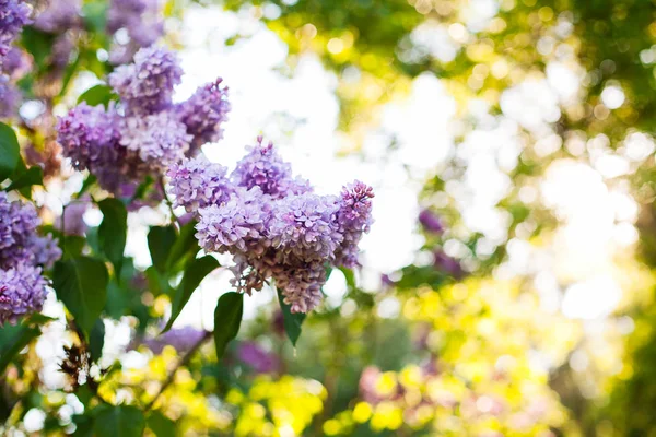 Purple lilac blossoms blooming in springtime — Stock Photo, Image