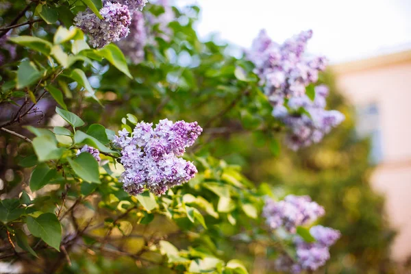 Purpurová fialová kvetení v jarní době — Stock fotografie