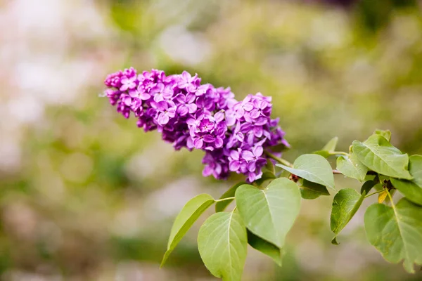 Purple lilac blossoms blooming in springtime — Stock Photo, Image