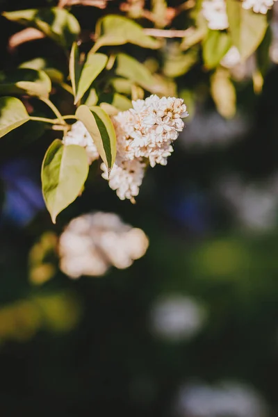 Flores de lila blanca floreciendo en primavera —  Fotos de Stock