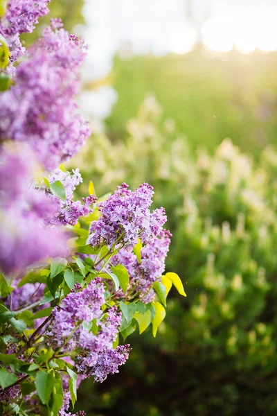 Purple lilac blossoms blooming in springtime — Stock Photo, Image