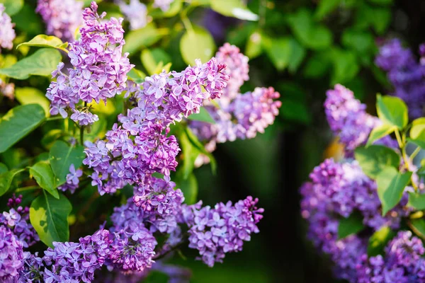 Purple lilac blossoms blooming in springtime — Stock Photo, Image