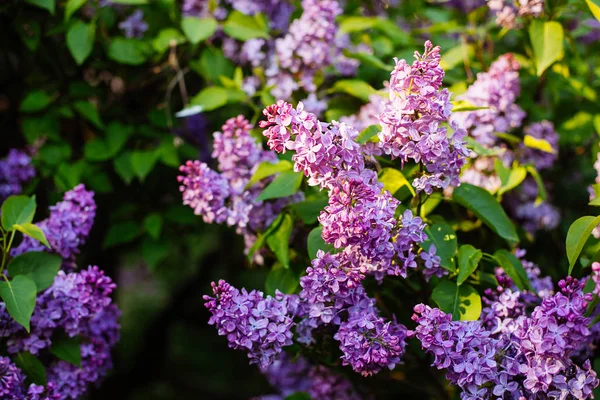 Purple lilac blossoms blooming in springtime — Stock Photo, Image