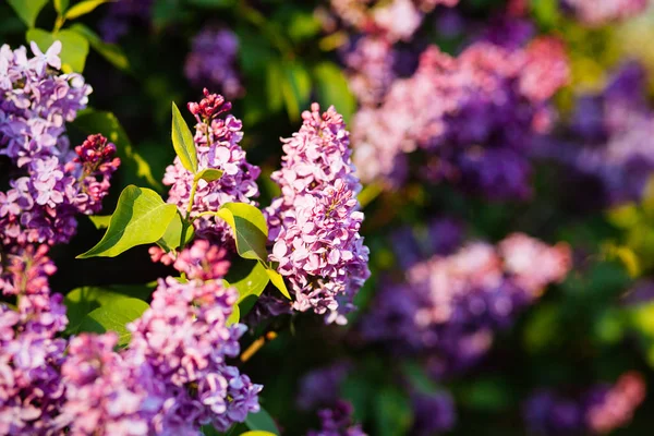 Purpurowe kwiaty bzu kwitnące wiosną — Zdjęcie stockowe