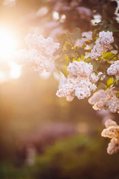 Белоснежные цветки сирени цветут весной — стоковое фото