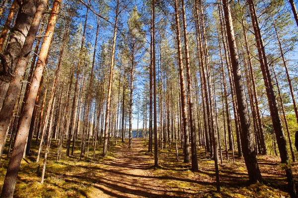 Bosque de pinos en la región de Karelia, Rusia . — Foto de Stock