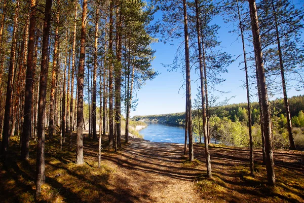 Pine forest in Karelia region, Russia. — Stock Photo, Image