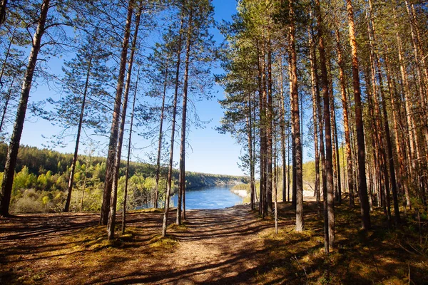 Pine forest in Karelia region, Russia. — Stock Photo, Image