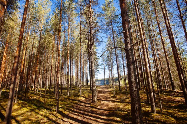 Bosque de pinos en la región de Karelia, Rusia . — Foto de Stock