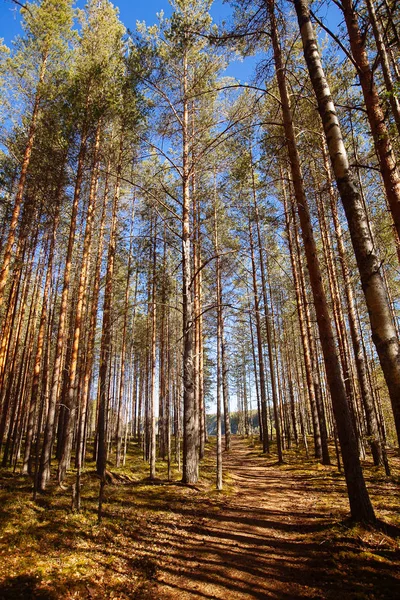 Bosque de pinos en la región de Karelia, Rusia . — Foto de Stock