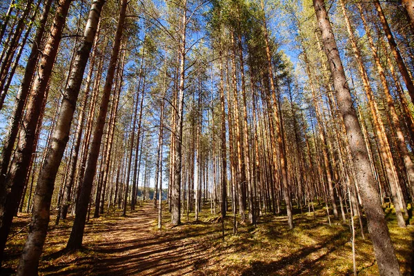 Bosque de pinos en la región de Karelia, Rusia . — Foto de Stock