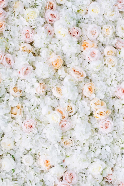 Květiny stěny pozadí s bílými a světle oranžovými růžemi. — Stock fotografie