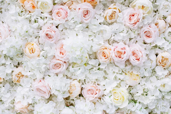 Květiny stěny pozadí s bílými a světle oranžovými růžemi. — Stock fotografie