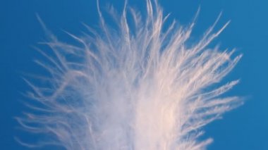 Rüzgar yakın çekim makrosunda sallanan tüy. Seçici odaklama, bulanık odaklama, soyutlama.