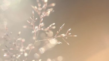 Bulanık günbatımı manzara ve defokus yuvarlak parçacıkların doğa bokeh arka plan ile arka ışıkta Çim