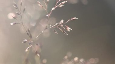 Bulanık günbatımı manzara ve defokus yuvarlak parçacıkların doğa bokeh arka plan ile arka ışıkta Çim