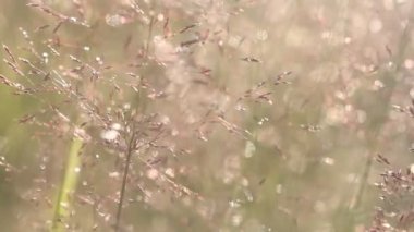 Bulanık günbatımı manzara ve defokus yuvarlak parçacıkların doğa bokeh arka plan ile arka ışıkta Çim