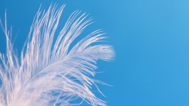 羽毛在风中摇摆特写宏 选择性焦点 模糊焦点 — 图库视频影像