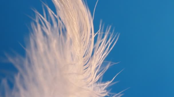 Feather Swaying Wind Close Macro Selective Focus Blurred Focus Abstraction — Stock Video