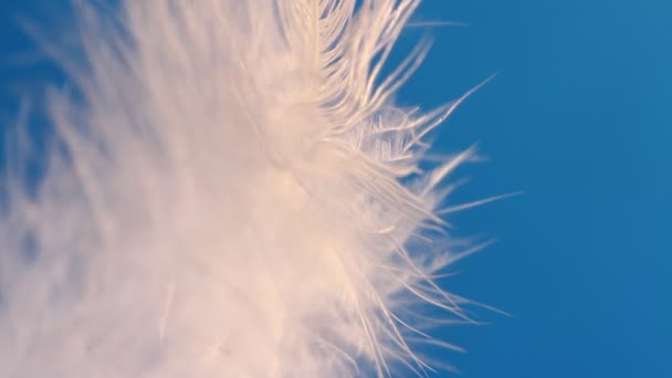 Feather Swaying Wind Close Macro Selective Focus Blurred Focus Abstraction — Stock Video
