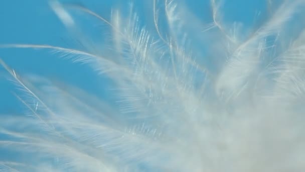 羽毛在风中摇摆特写宏 选择性焦点 模糊焦点 — 图库视频影像