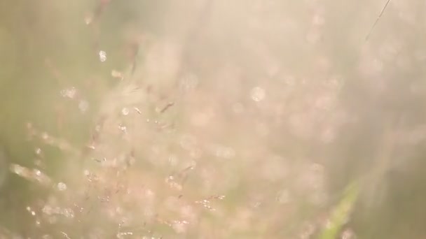 Herbe Contre Jour Avec Fond Nature Bokeh Paysage Coucher Soleil — Video